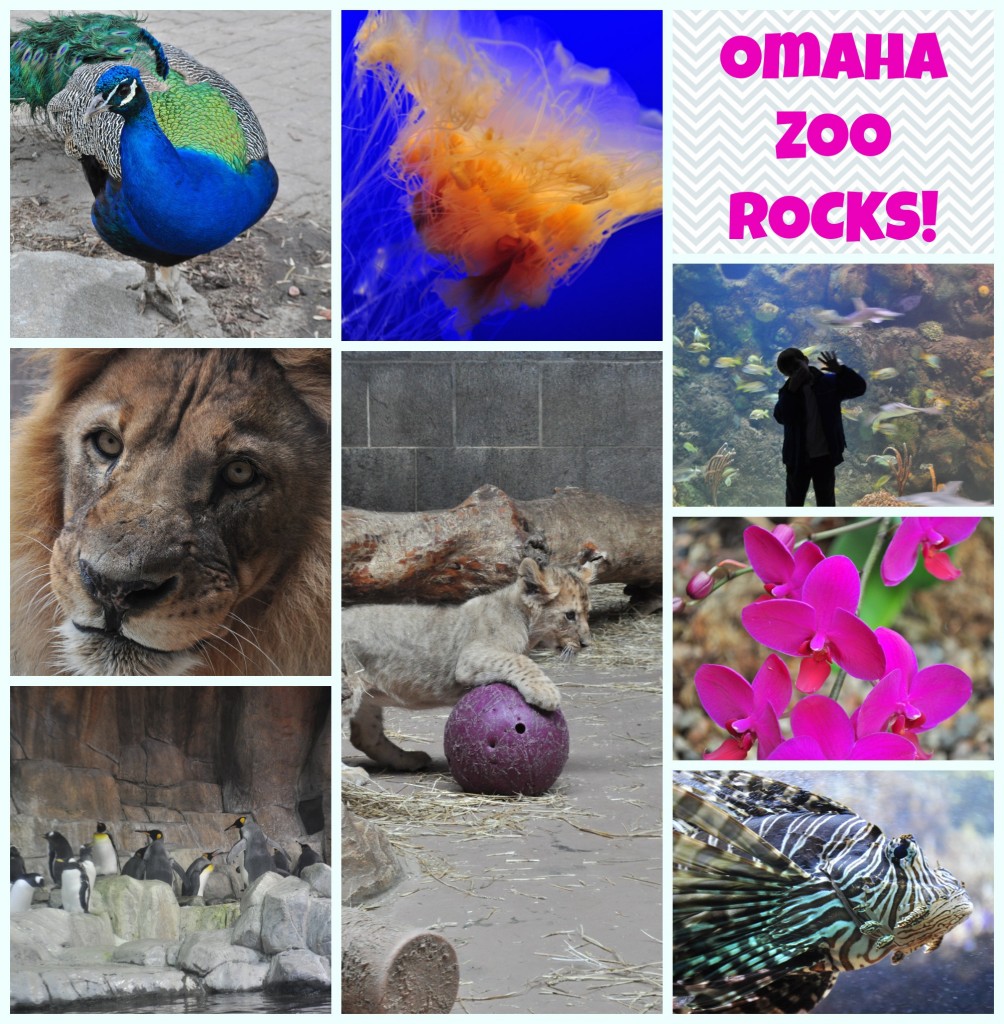 Omaha Zoo Photo Collage